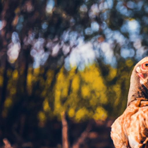 Slepice snáší kolik vajec